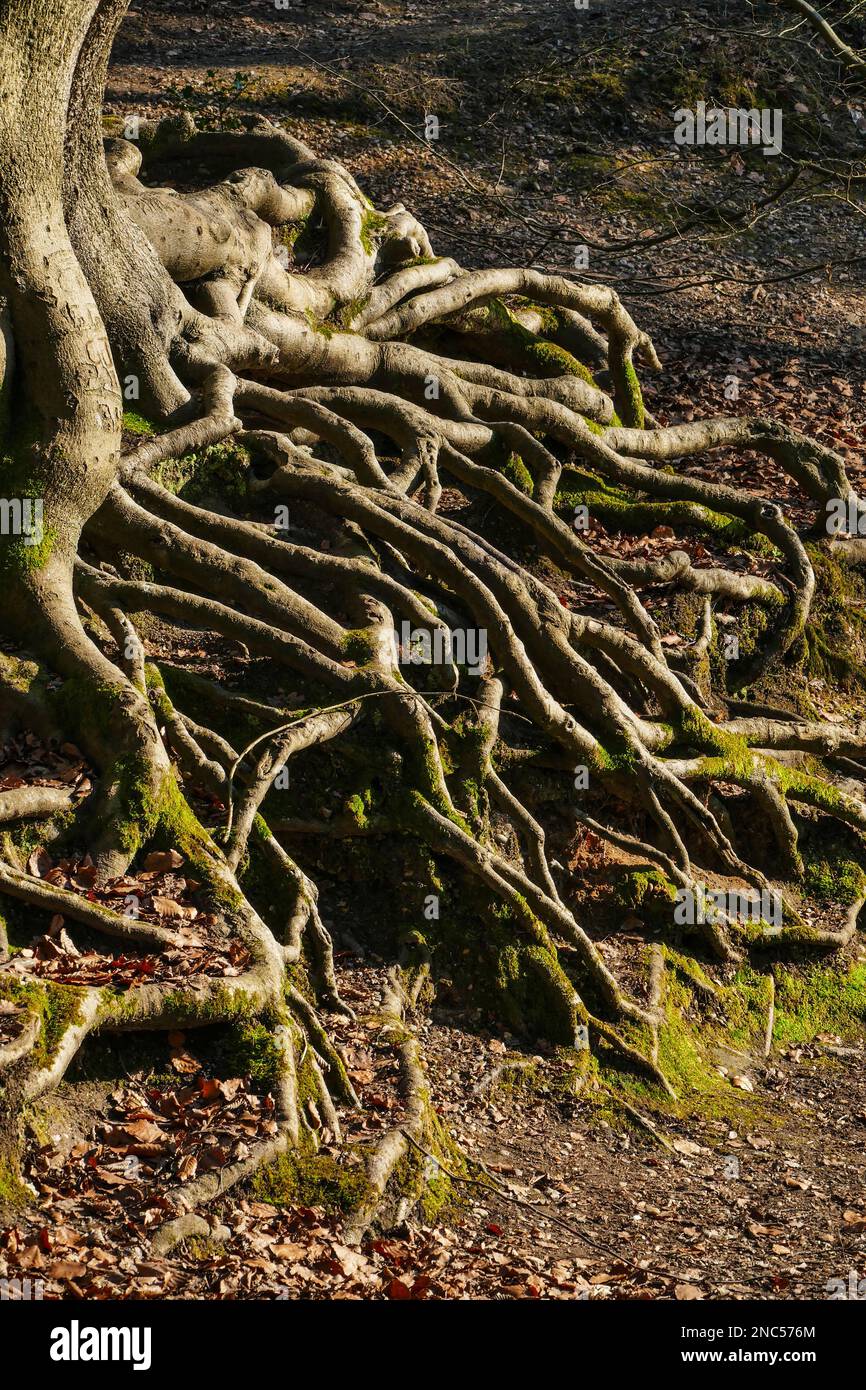 European Beech Tree With Exposed Roots Knighton Wood Buckhurst Hill