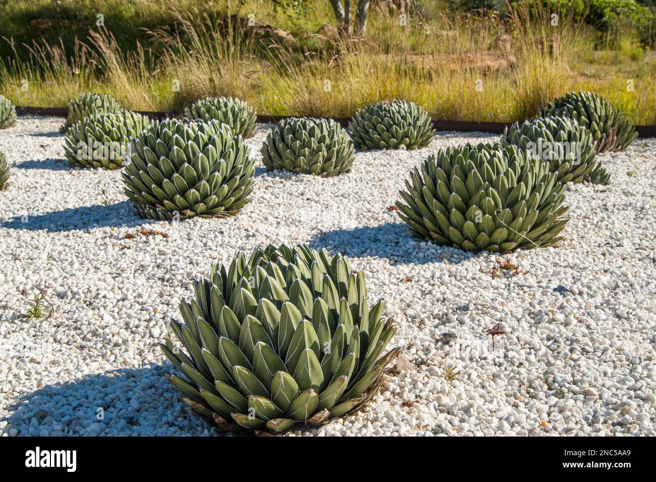 cactus garden with stones Stock Photo Alamy