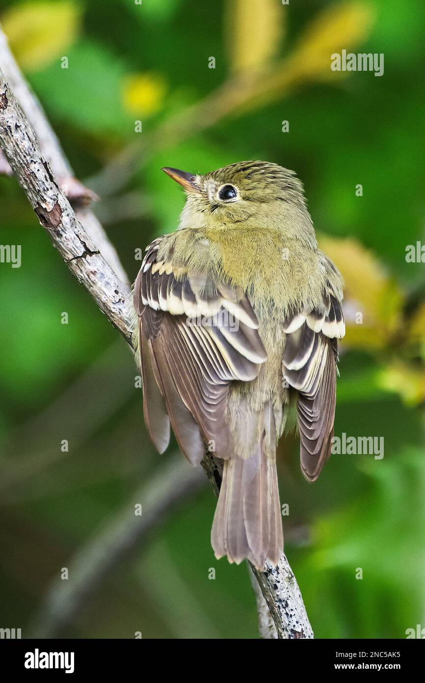 Yellow bellied flycatcher Stock Photo