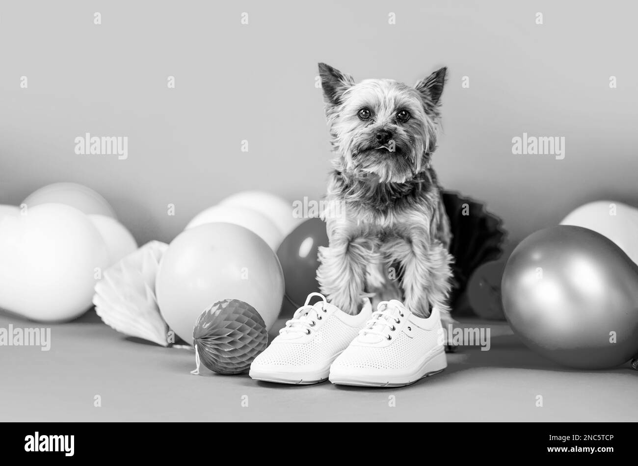 Cute dog wearing clothes and shoes. Yorkshire Terrier in shoe. Adorable