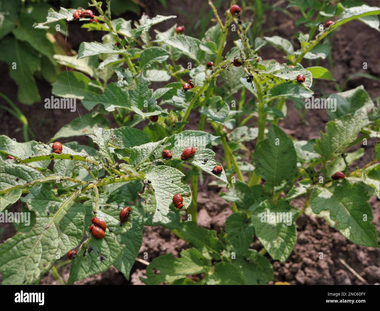 larvae of the Colorado potato beetle eating the tops of potato bushes in an agricultural field, parasitic insects feeding on the leaves of nightshade Stock Photo