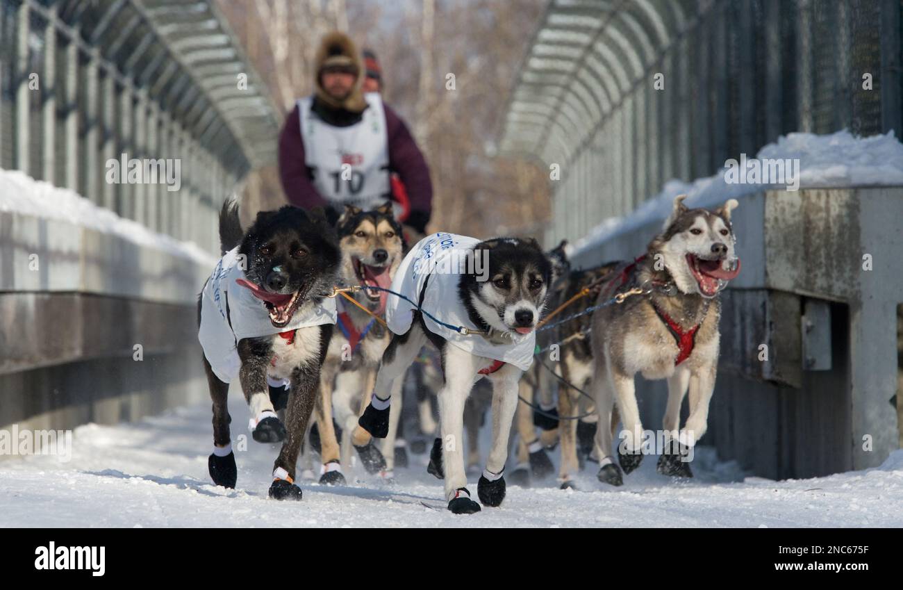 Happy lead dogs for Iditarod musher Robert Bundtzen lead the way during the ceremonial start of