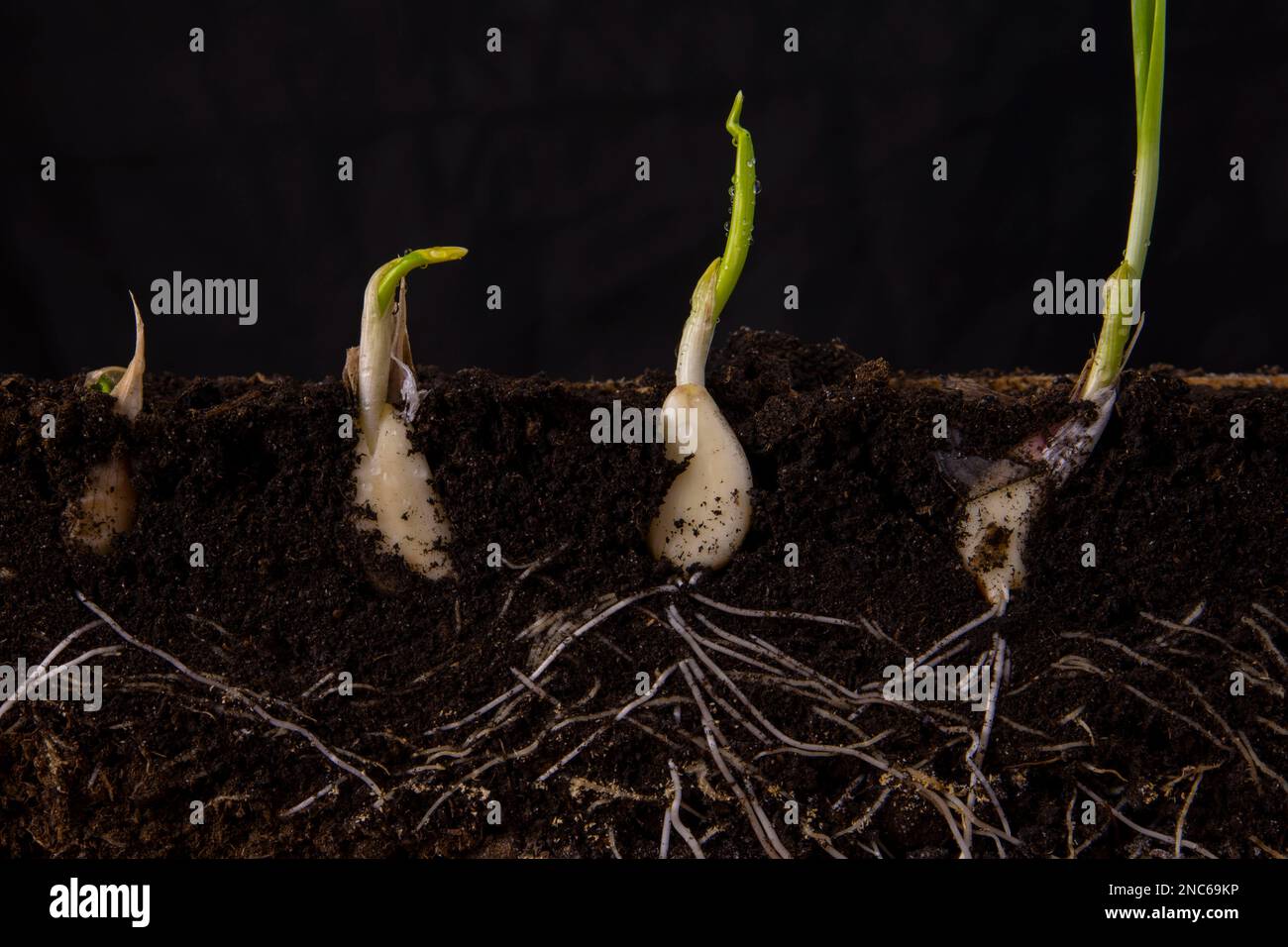 Young shoots of garlic with roots Stock Photo - Alamy