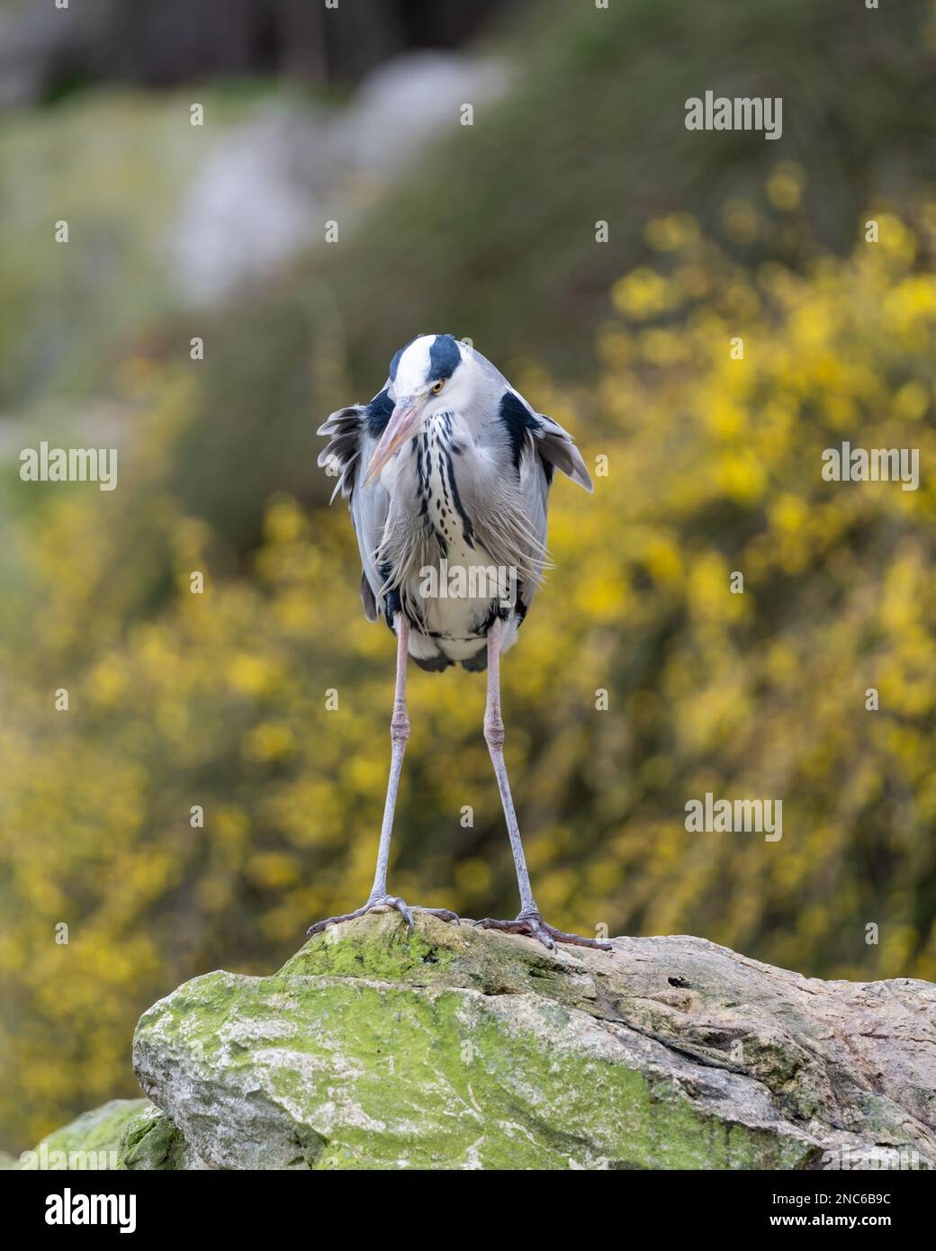 Single grey heron (Ardea cinerea) standing on a rock. Springtime. Stock Photo