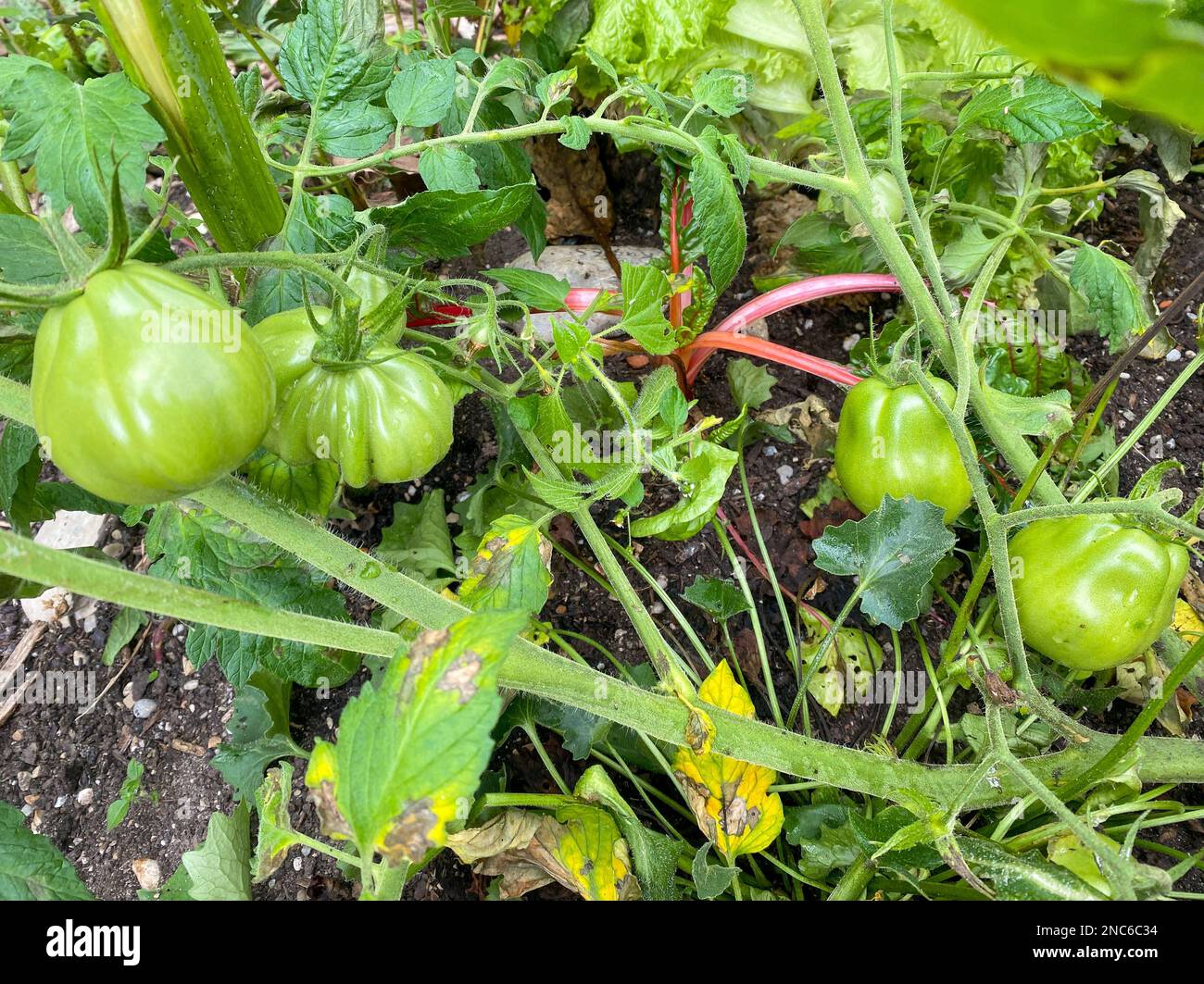 Urban gardening in the city on balcony or terrace with vegetables: tomato, salad, radish, carrot and chard. Vegan nutrition and healthy food for a Sus Stock Photo