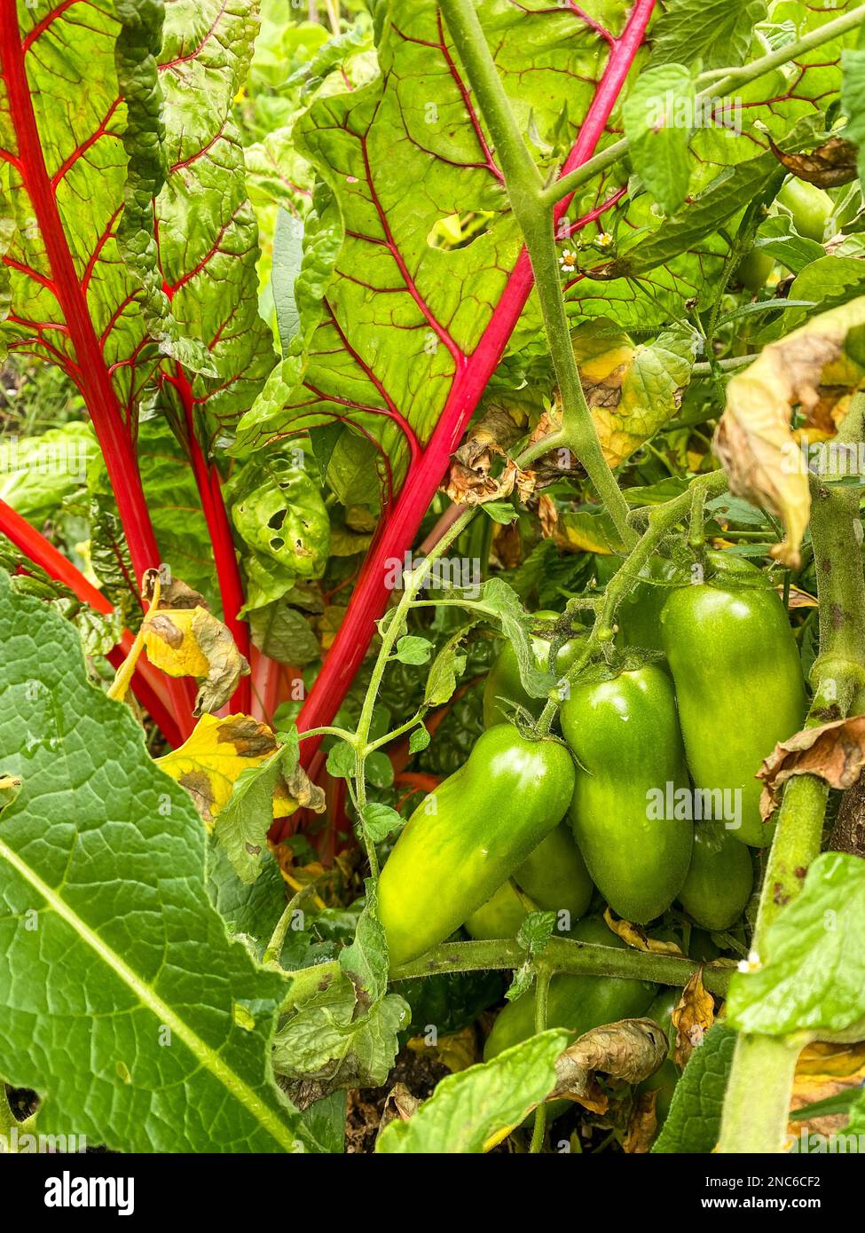 Urban gardening in the city on balcony or terrace with vegetables: tomato, salad, radish, carrot and chard. Vegan nutrition and healthy food for a Sus Stock Photo