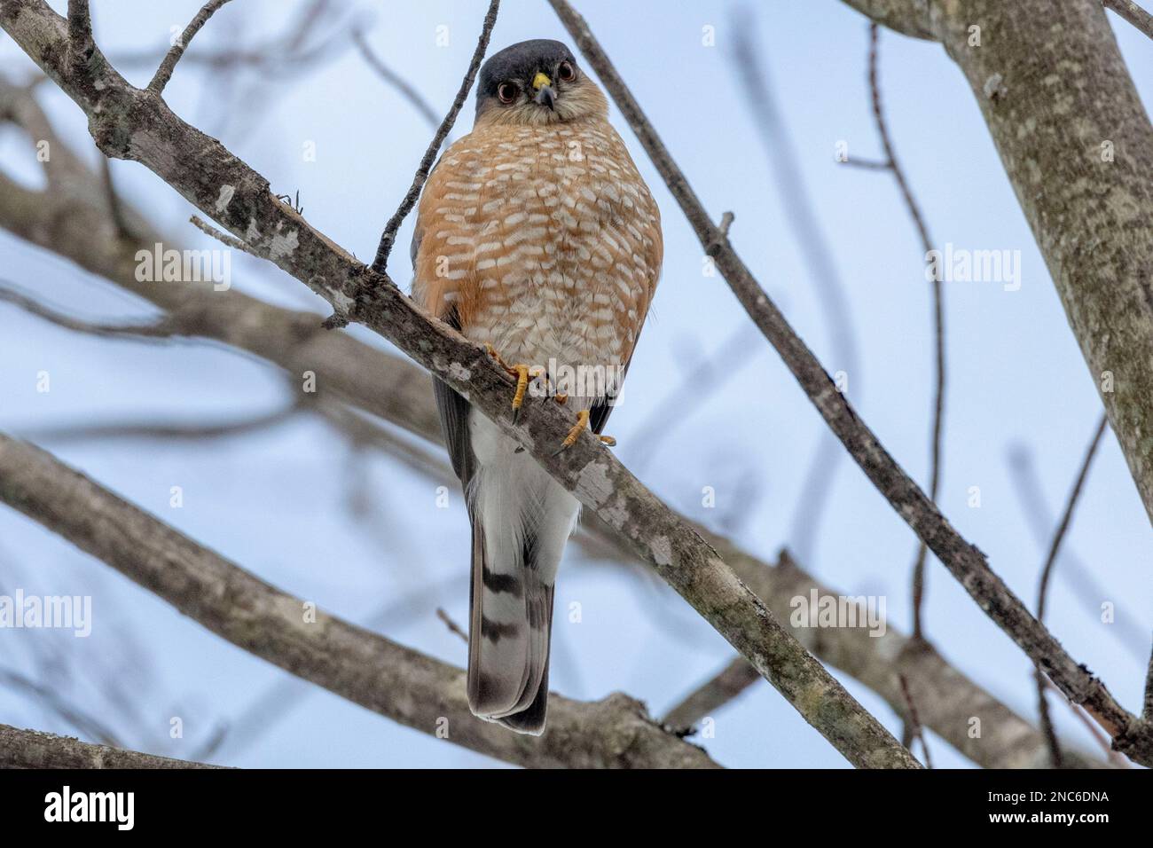 (Ottawa, Canada---13 February 2023) Sharp-shinned hawk near the Dewberry Trail feeders. Photograph Copyright 2023 Sean Burges / Mundo Sport Images.  I Stock Photo
