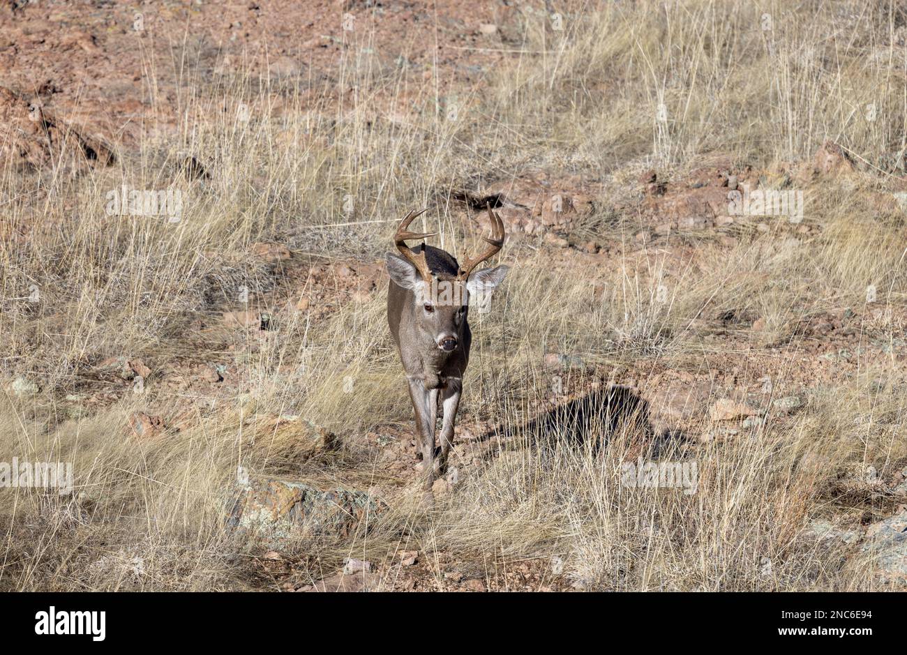 Buck Coues Whitetail Deer in the rut in the Chiricahua National Monument Arizona Stock Photo Alamy