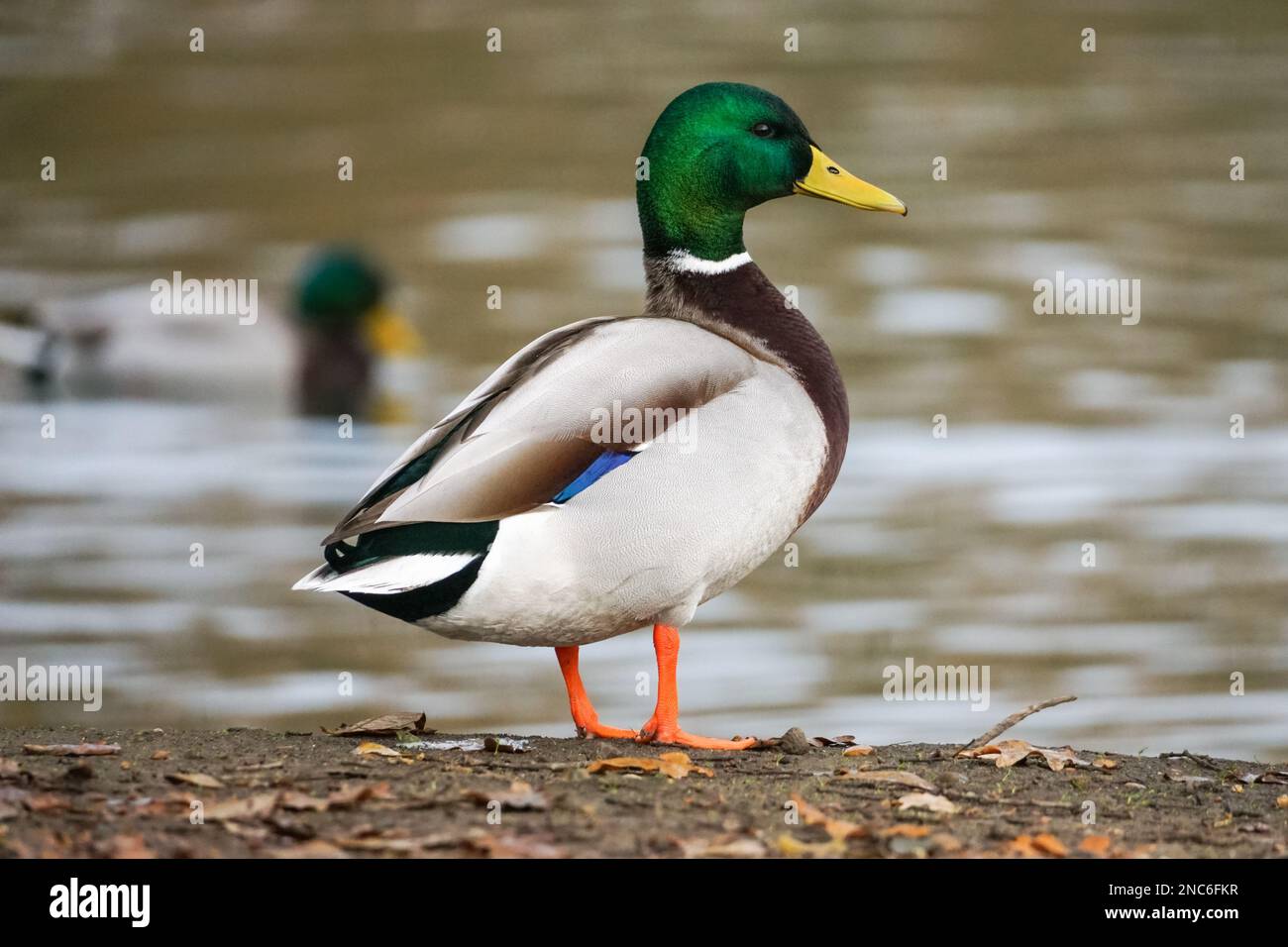 Male mallard, Anas platyrhynchos, wild duck Stock Photo