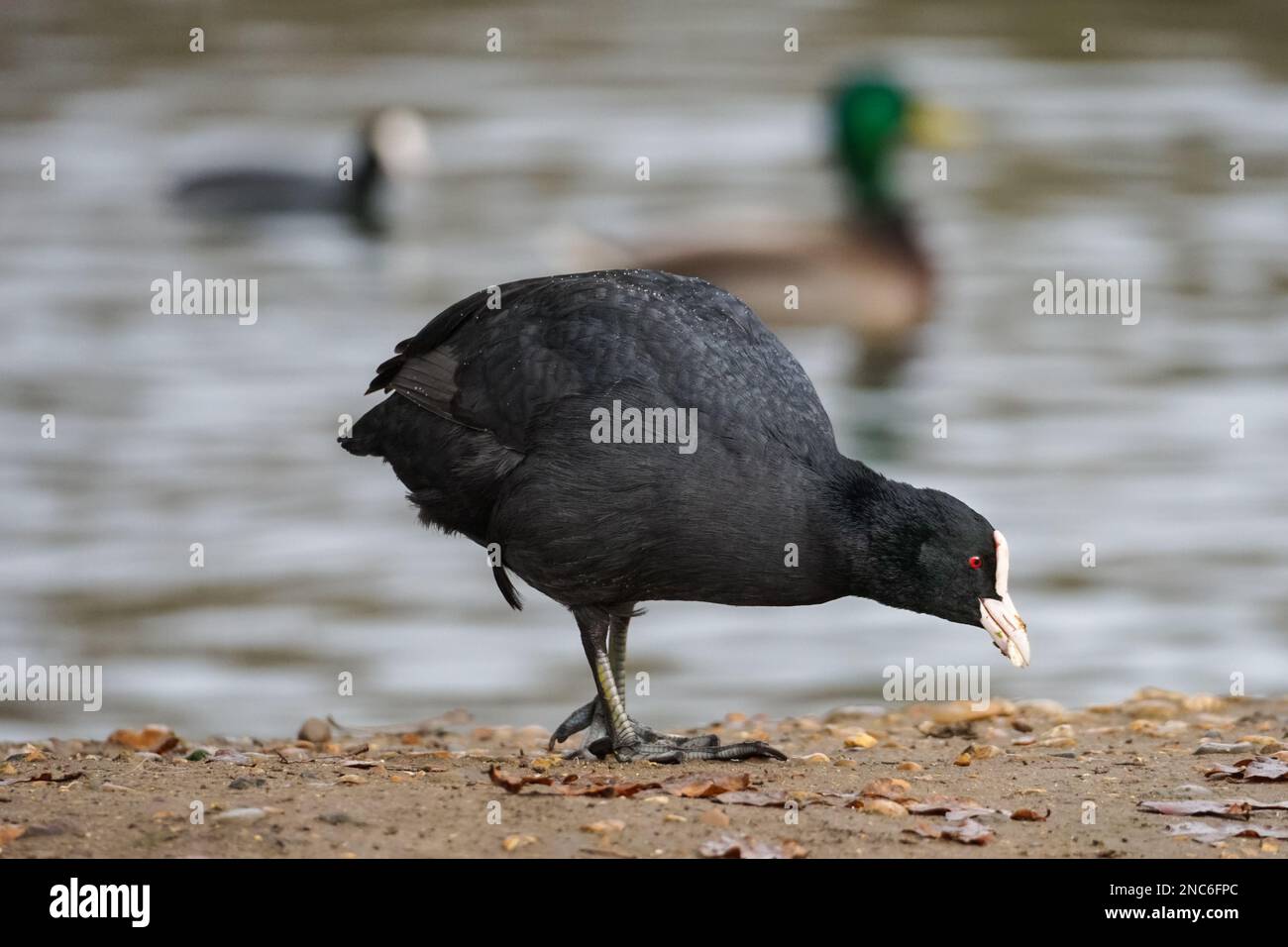 Eurasian coot, Fulica atra, common coot Stock Photo