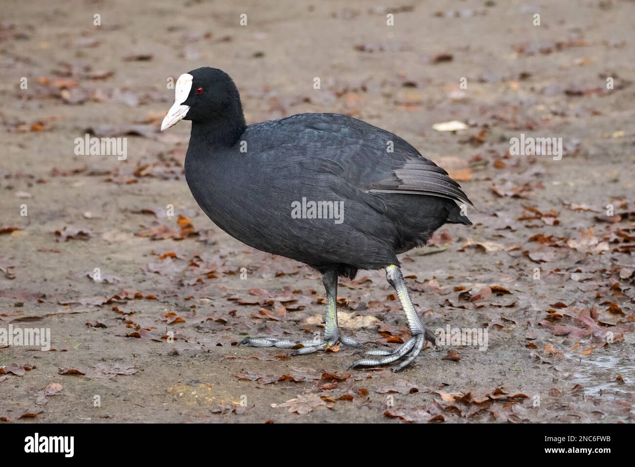 Eurasian coot, Fulica atra, common coot Stock Photo