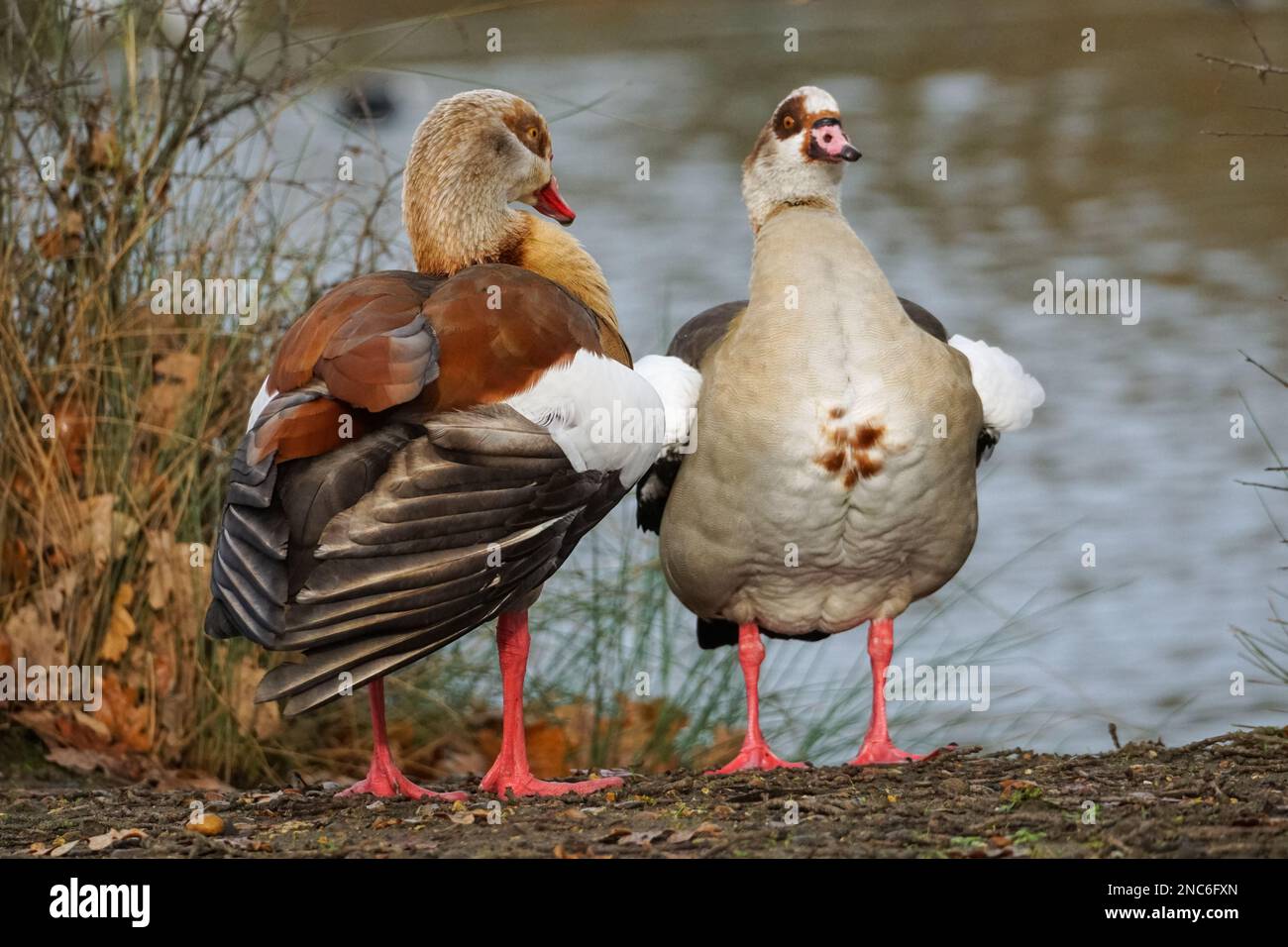 Egyptian geese, Alopochen aegyptiaca, male and female Stock Photo - Alamy