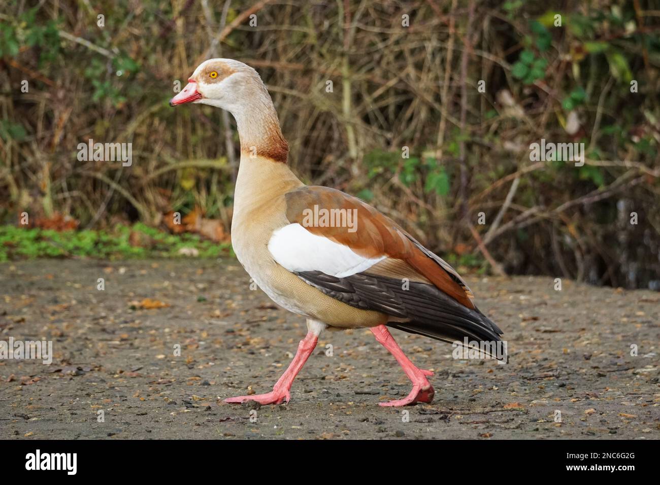 Egyptian goose, Alopochen aegyptiaca, male Stock Photo