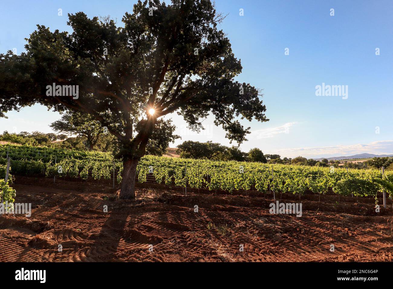 Old vineyards with red wine grapes and oak tree near a winery in the Chianti wine area, Tuscany