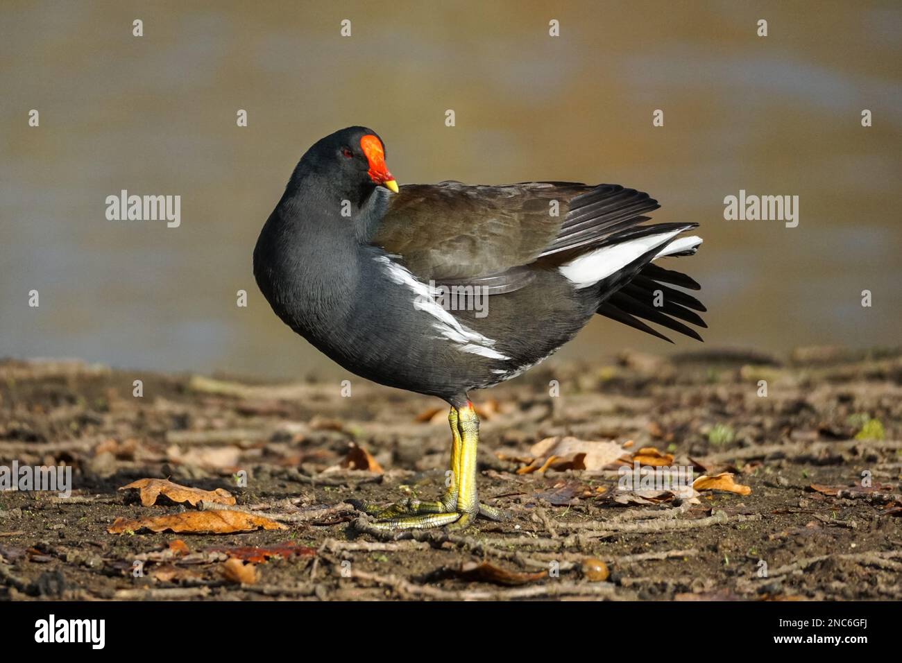 Marsh hen hires stock photography and images Alamy