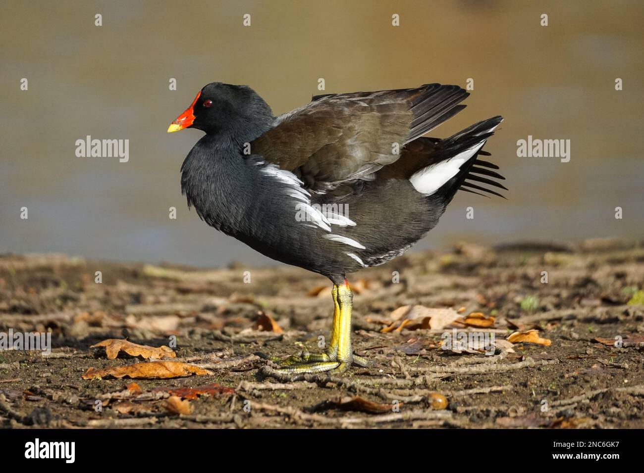 Common moorhen Stock Photo