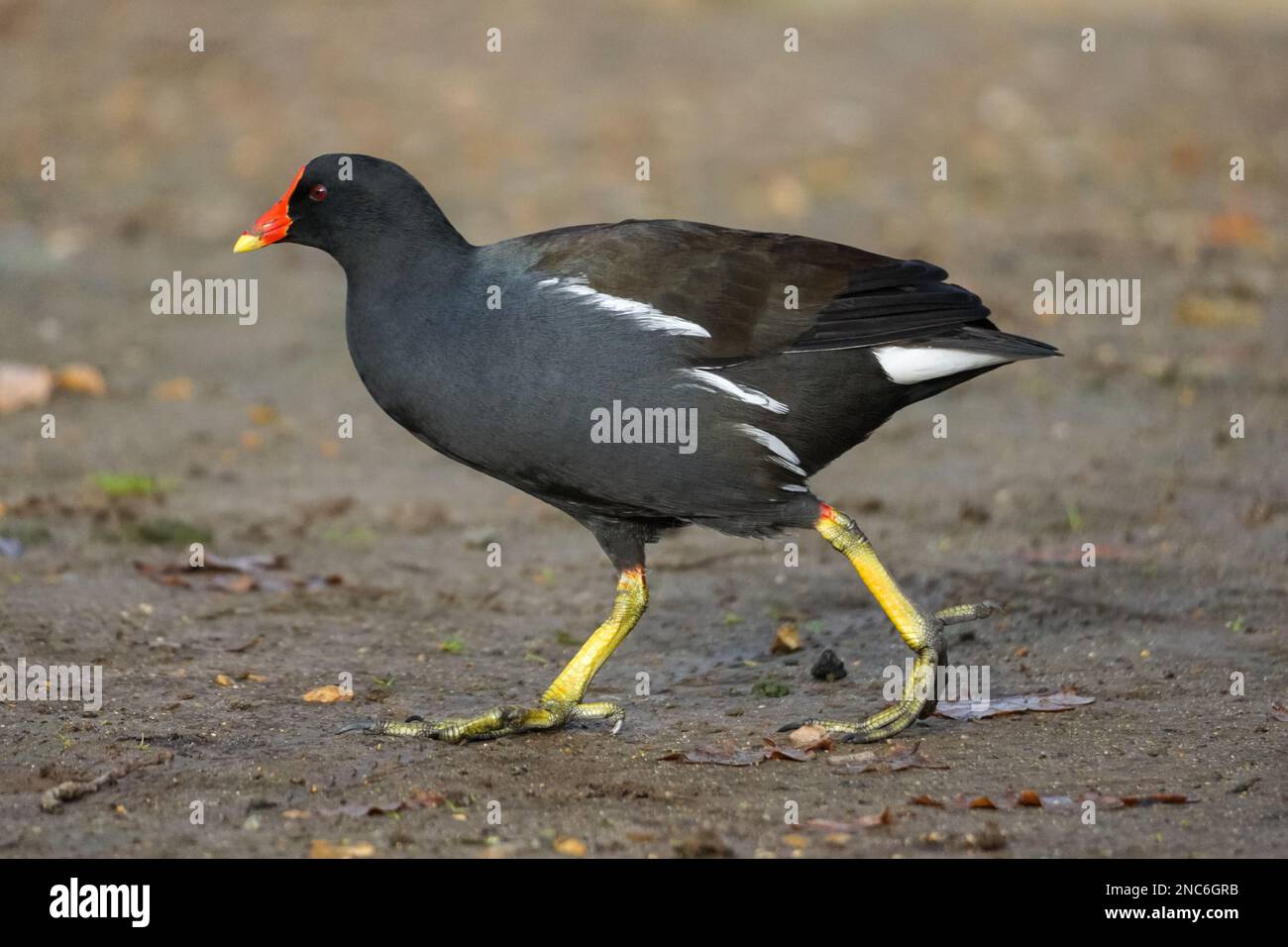 Common moorhen Stock Photo