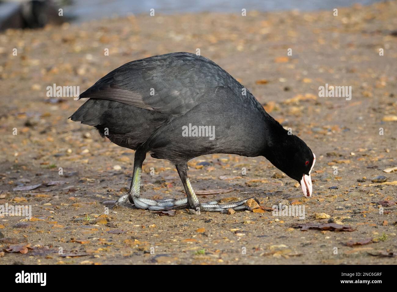Eurasian coot, Fulica atra, common coot Stock Photo