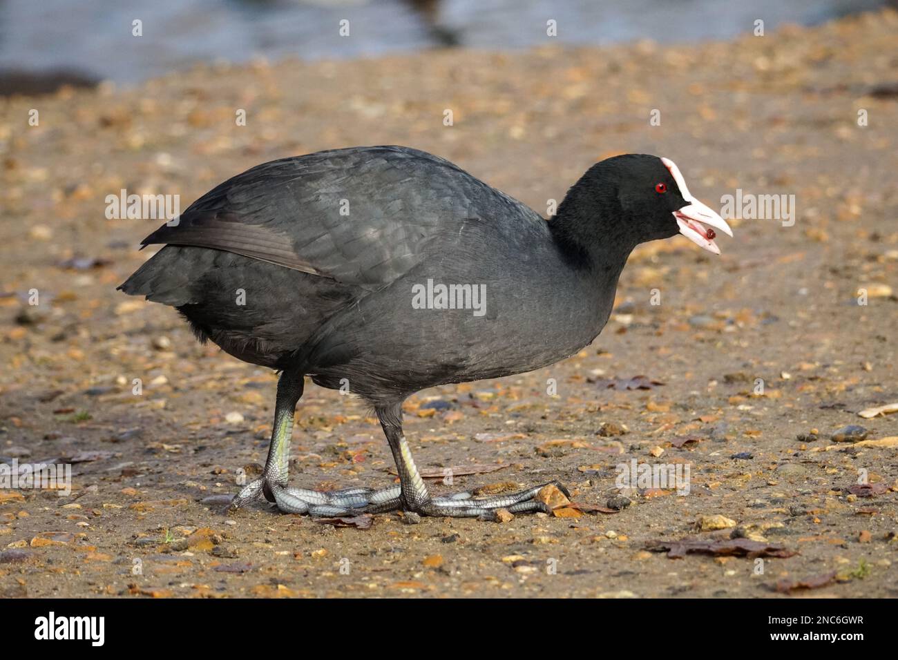 Eurasian coot, Fulica atra, common coot Stock Photo
