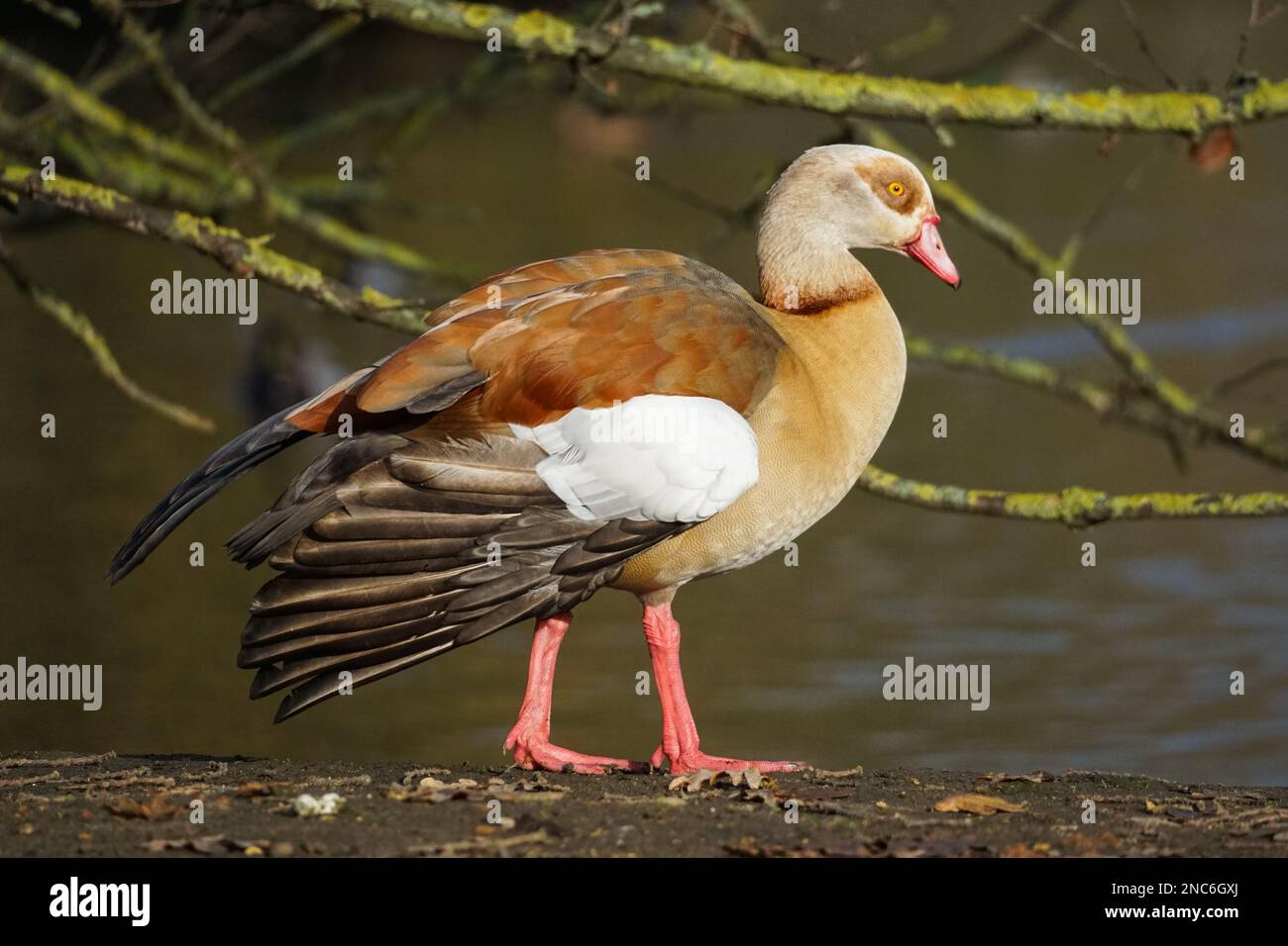 Egyptian goose, Alopochen aegyptiaca, male Stock Photo