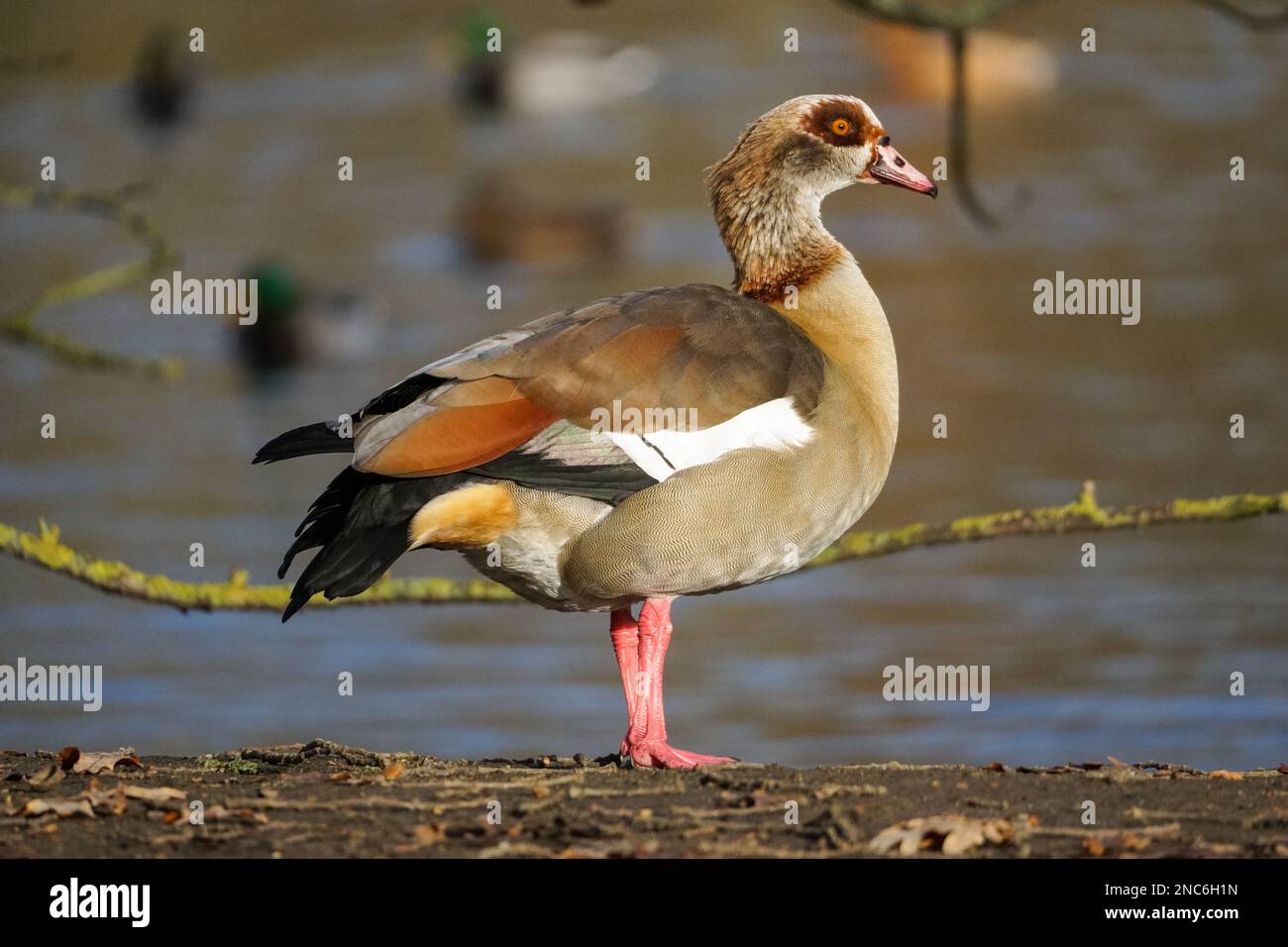 Egyptian goose, Alopochen aegyptiaca, female Stock Photo