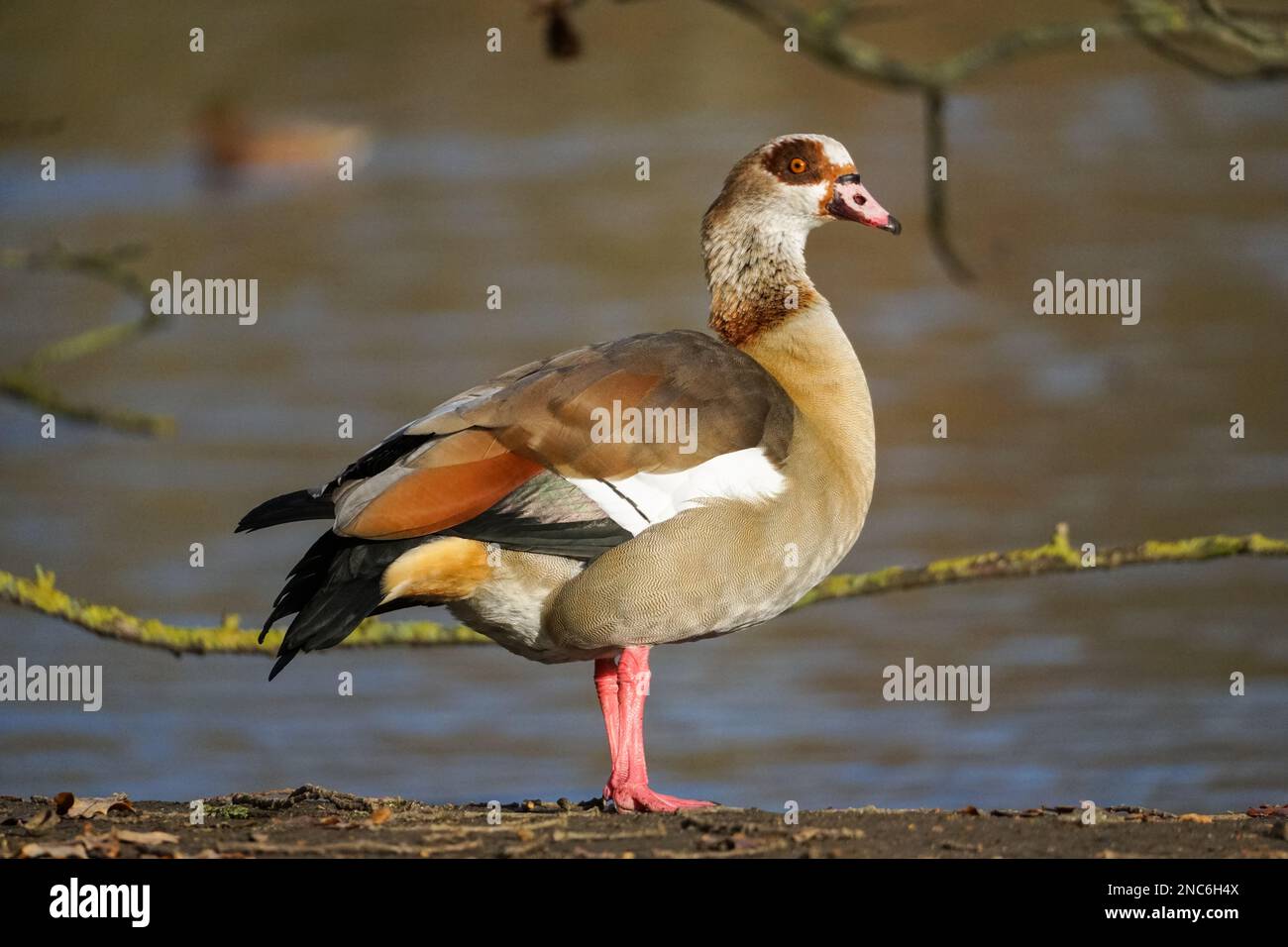 Egyptian goose, Alopochen aegyptiaca, female Stock Photo