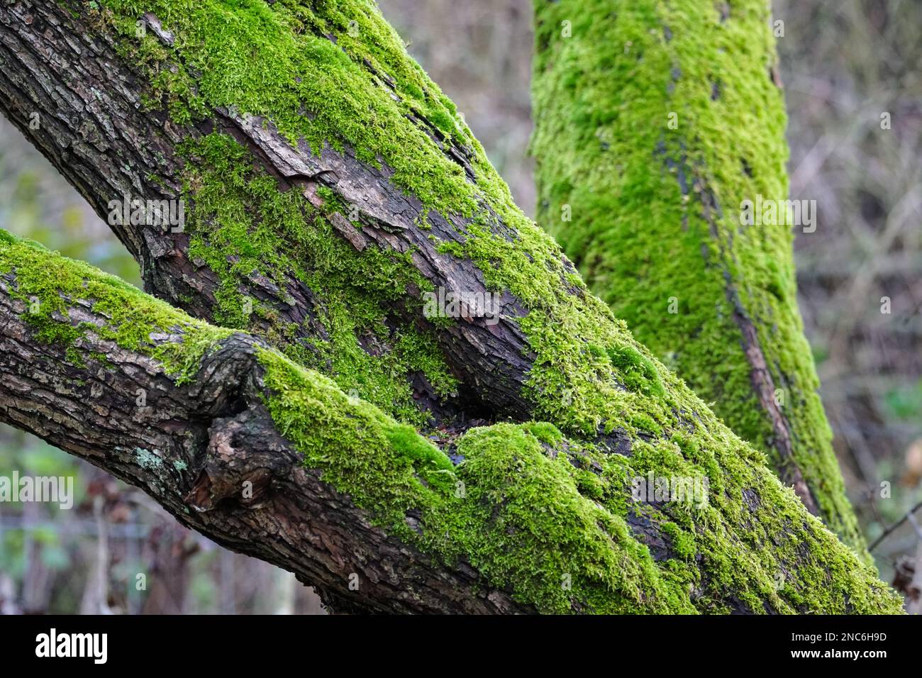 Tree branches covered with green moss Stock Photo
