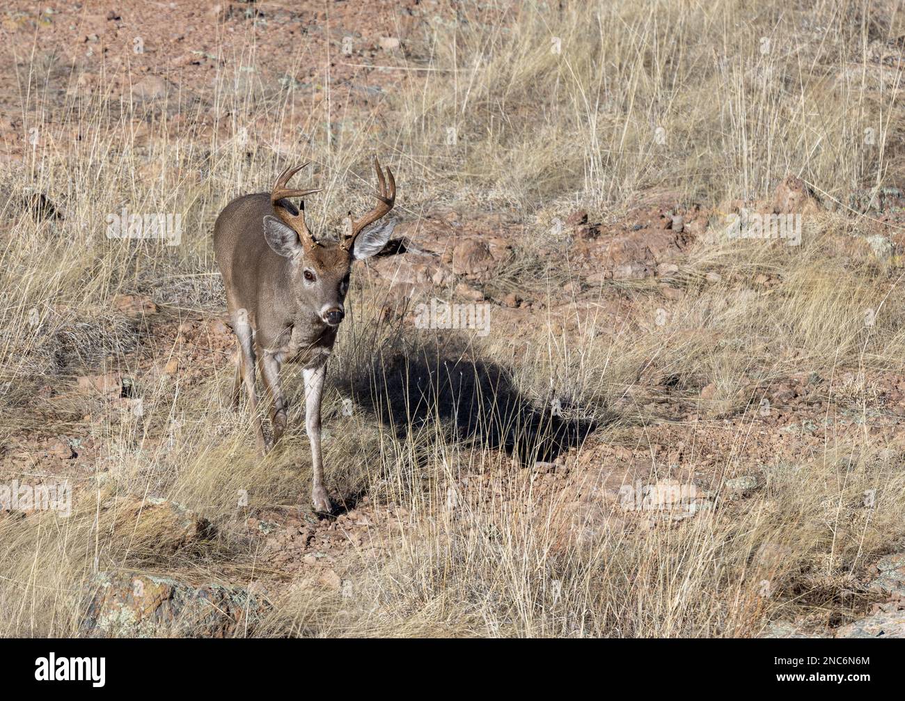 Buck Coues Whitetail Deer in the rut in the Chiricahua National Monument Arizona Stock Photo Alamy