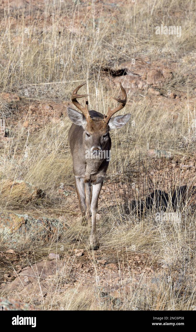 Buck Coues Whitetail Deer in the rut in the Chiricahua National Monument Arizona Stock Photo Alamy