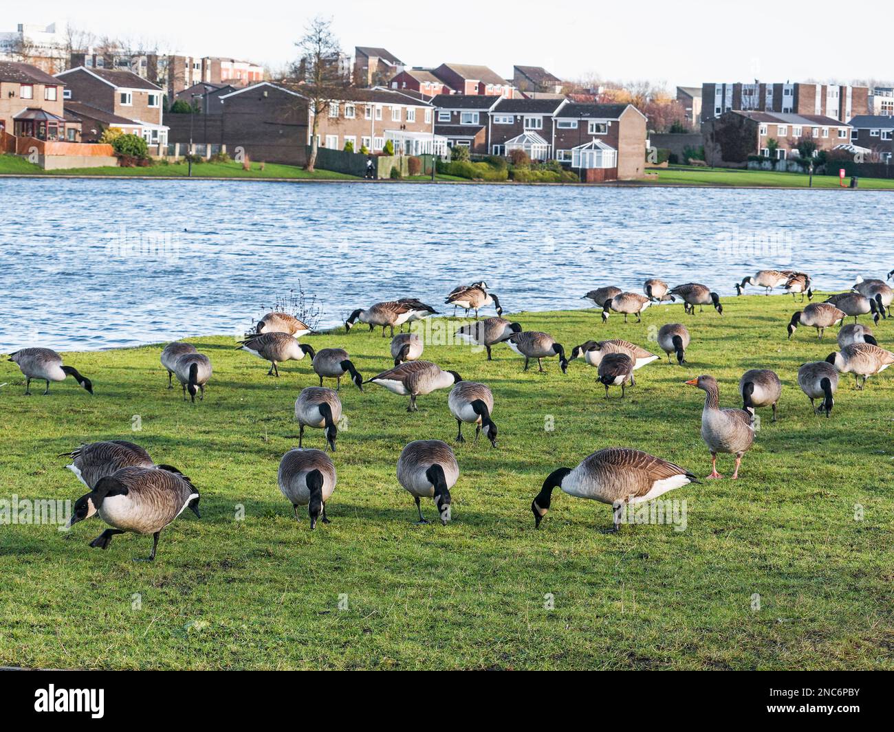 Canadageese, Branta canadensis, and greylag geese, Anser anser, feed at