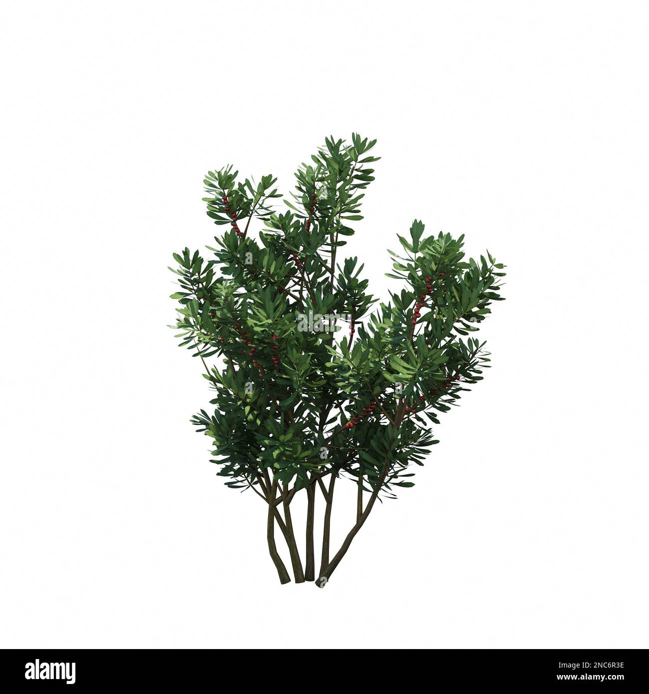 Bush Rendering Drawing bush isolated on white background, 3D illustration, cg render Stock ...
