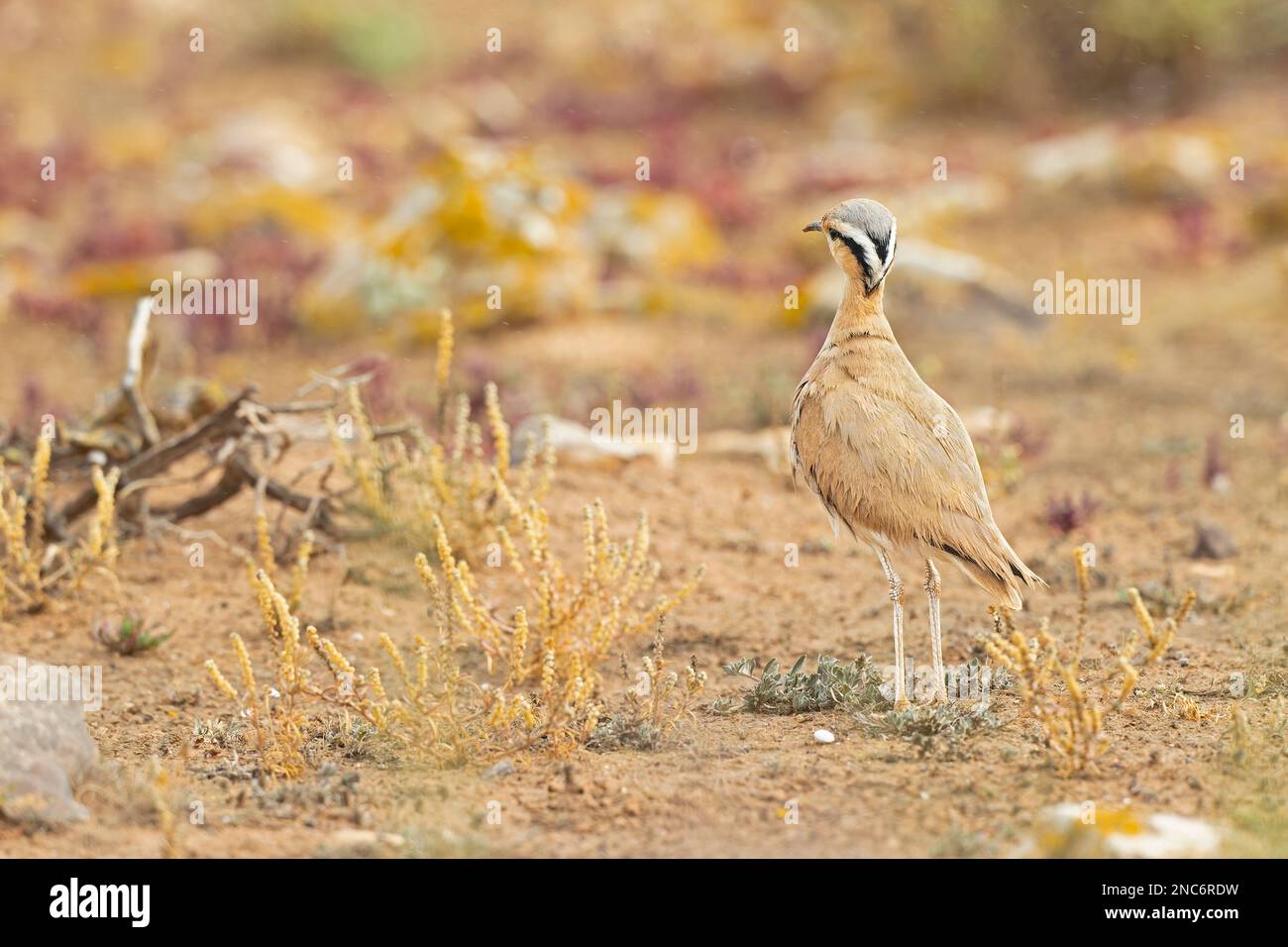 Cream colored courser (Cursorius cursor) foraging in the arid landscape