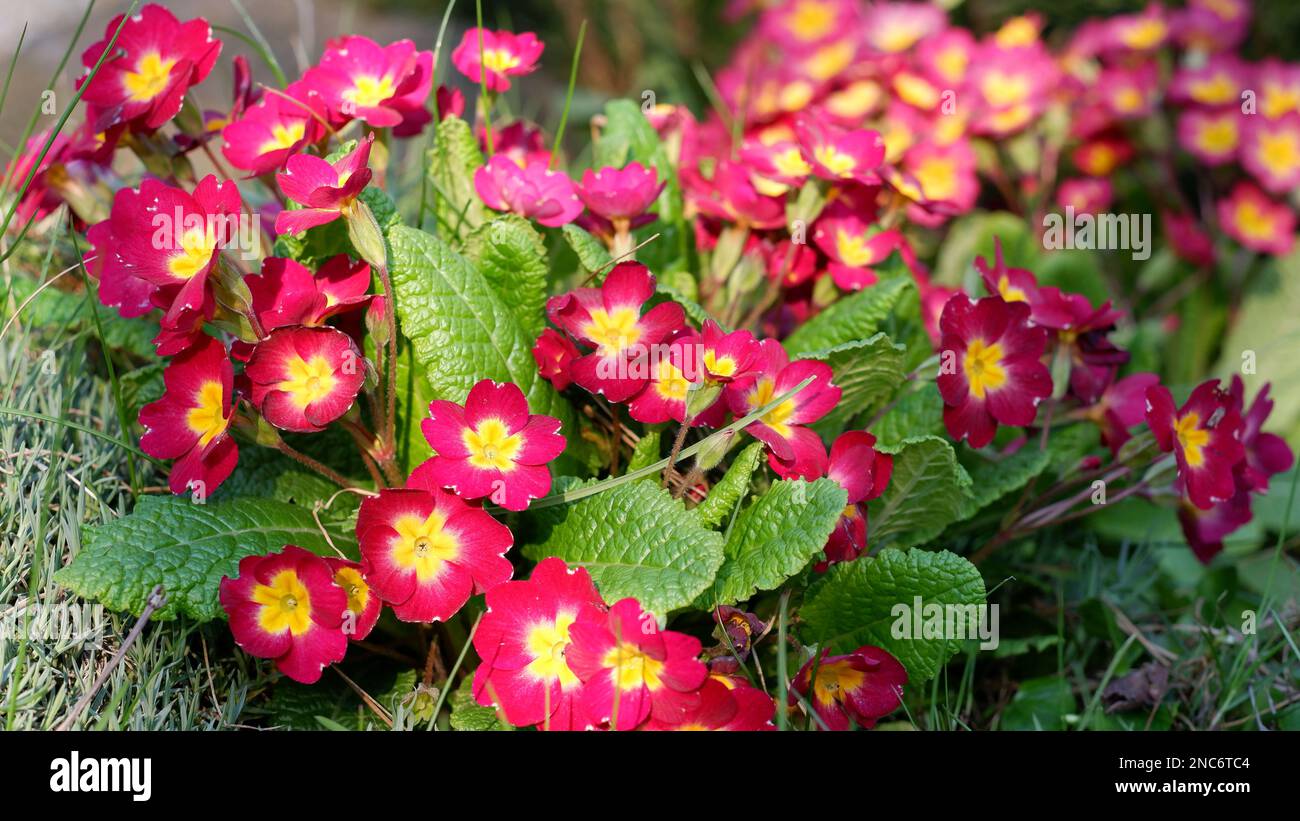 In Spring Red Primroses Bloom In The Garden Common Primrose Cottage 