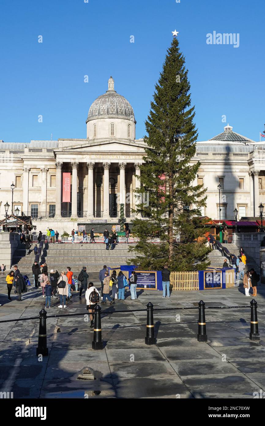Christmas tree at Trafalgar Square, London England United Kingdom UK