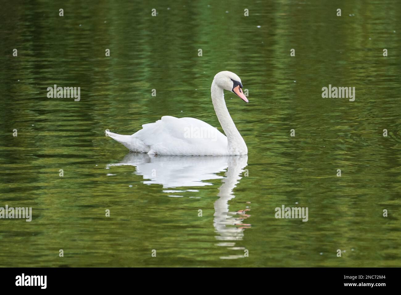 Mute swan swimming on a lake Stock Photo