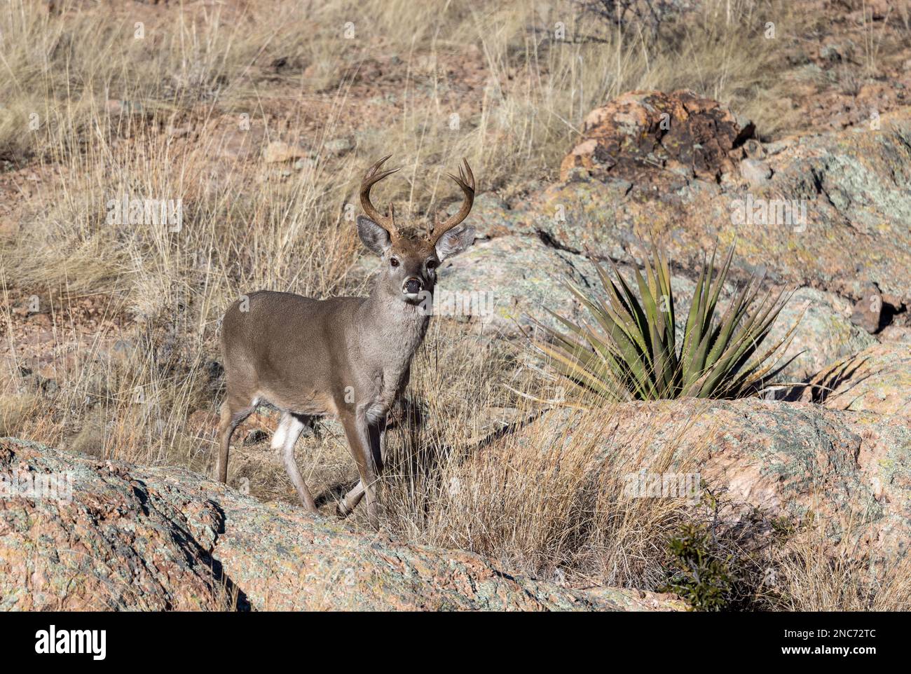 Buck Coues Whitetail Deer in the rut in the Chiricahua National Monument Arizona Stock Photo