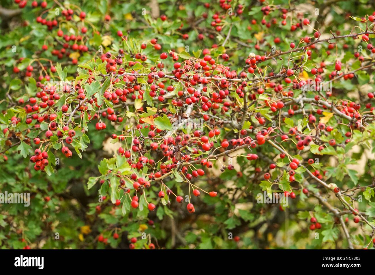 Red hawthorn berries Stock Photo