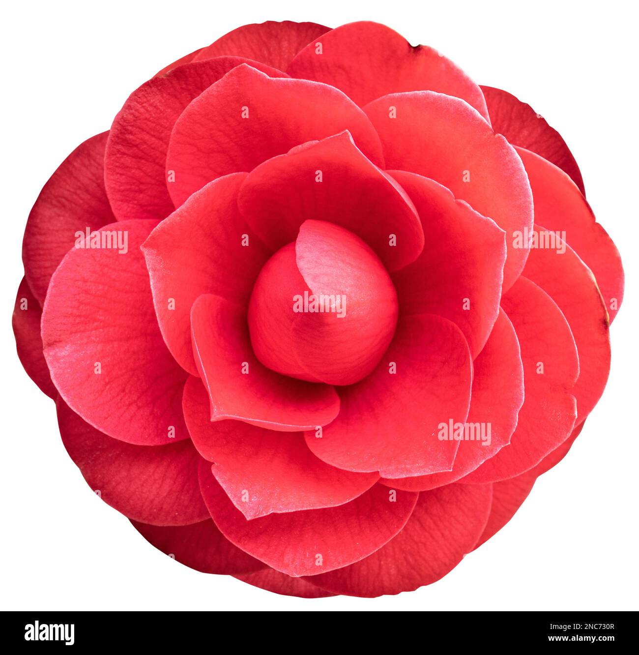 Red camellia flower hi-res stock photography and images - Alamy