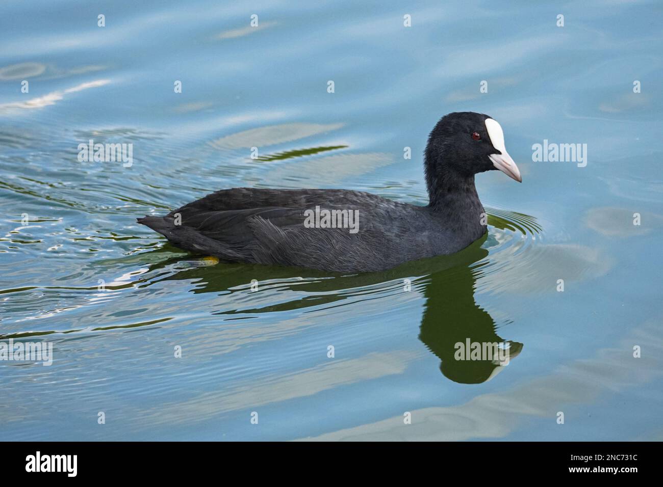 Eurasian coot, Fulica atra, common coot in water Stock Photo