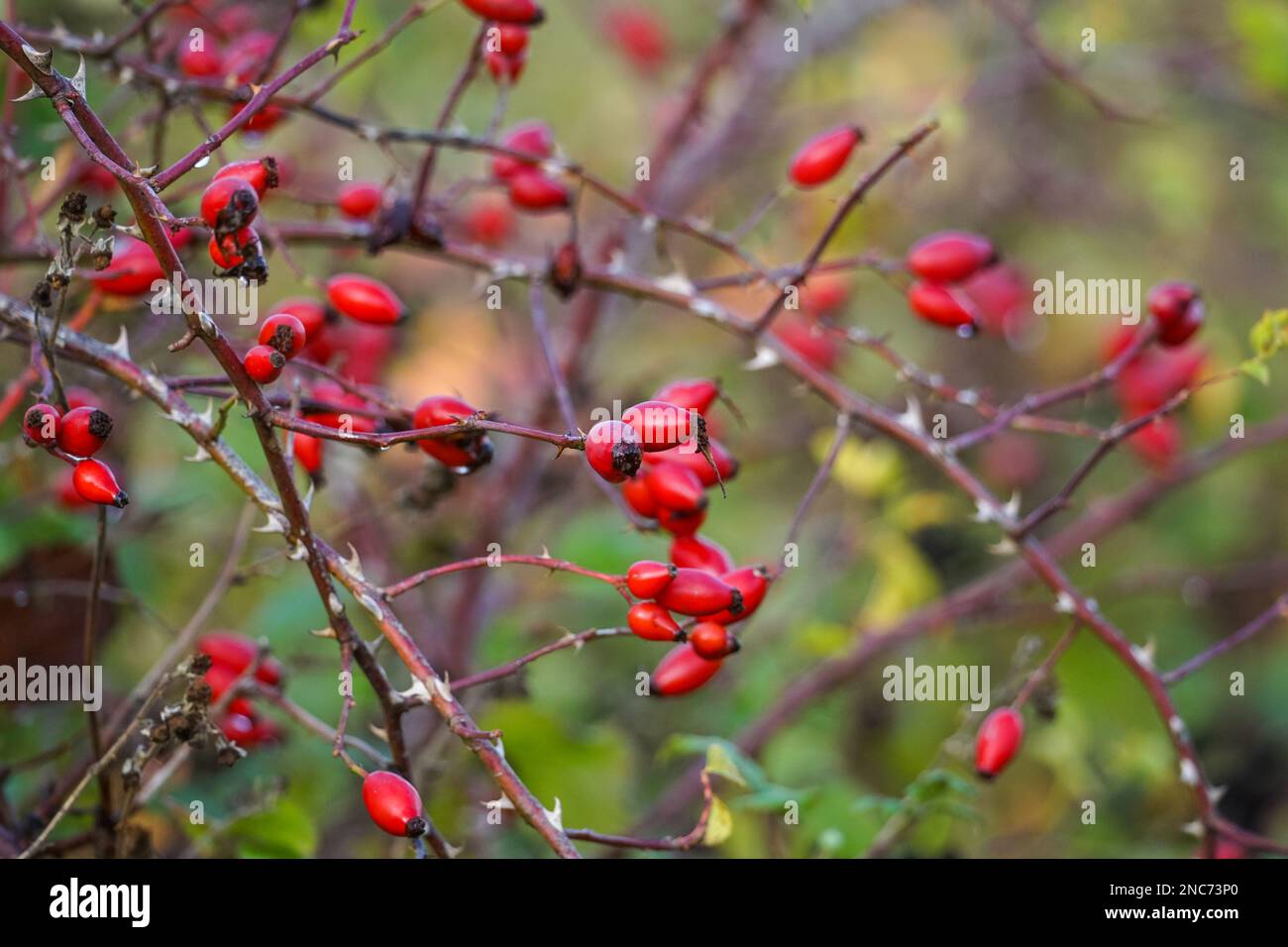 Red rose hips berries on a dog rose shrub, Rosa canina, Essex UK Stock