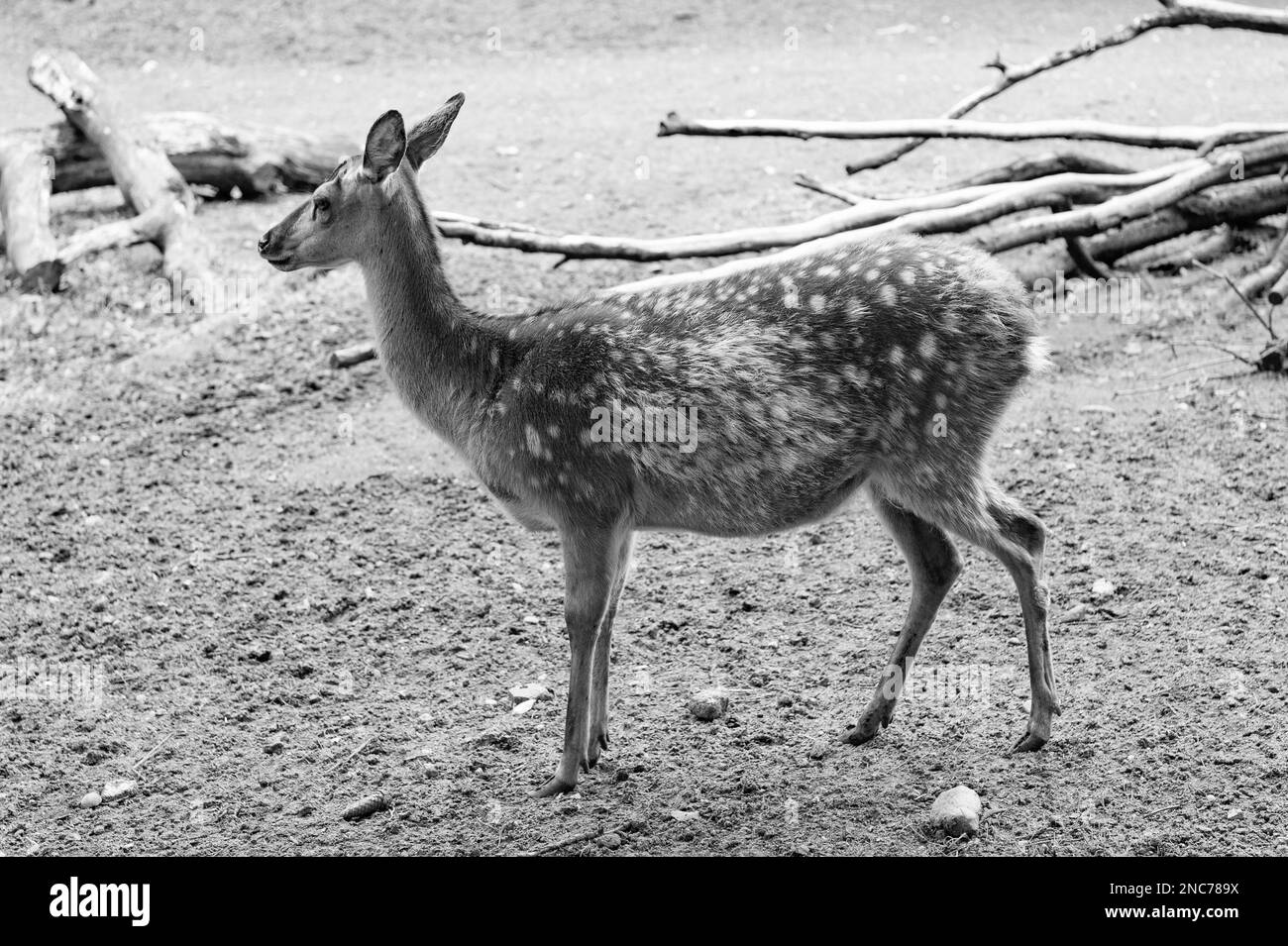 young deer in zoo animal park outdoor. full length Stock Photo Alamy