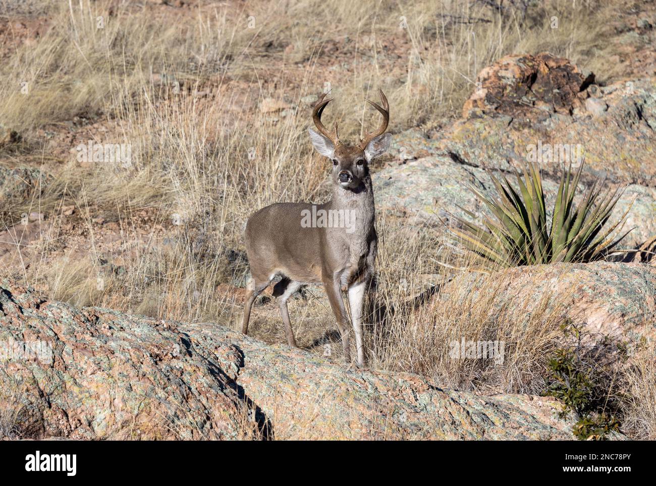 Buck Coues Whitetail Deer in the rut in the Chiricahua National Monument Arizona Stock Photo Alamy