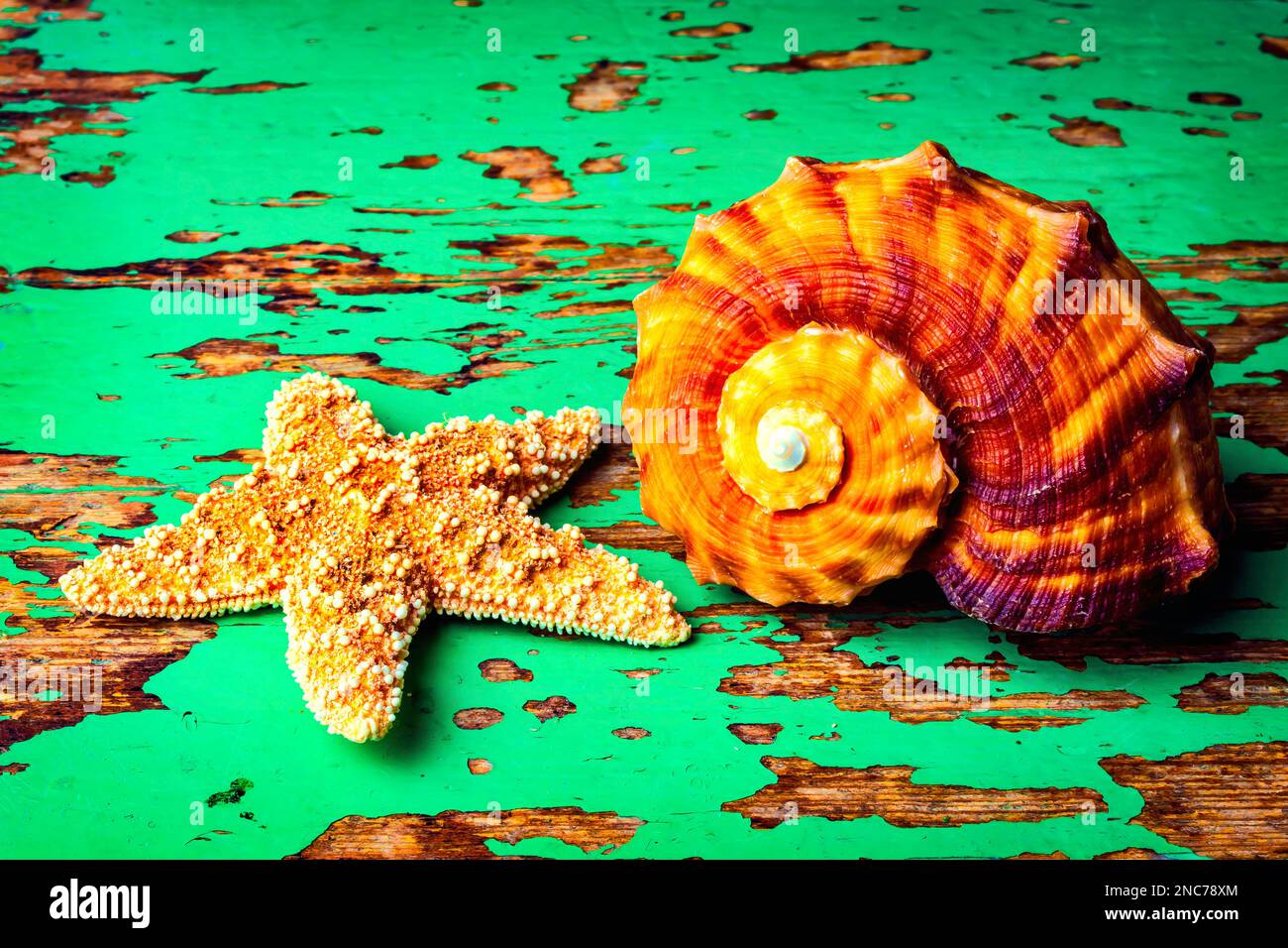 Starfish And Snail Shell Stock Photo Alamy