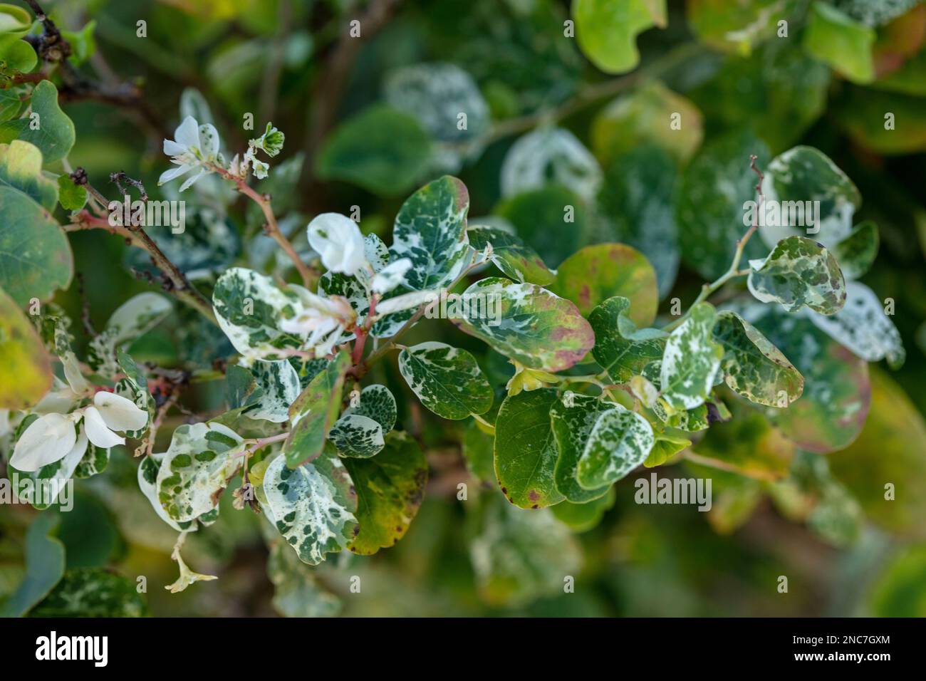 Natural close up plant portrait of Breynia Disticha, Phyllanthaceae, snow bush. Teneˈɾife; Teneriffe, Canary Islands, Spain,  tourism, winter sunshine Stock Photo
