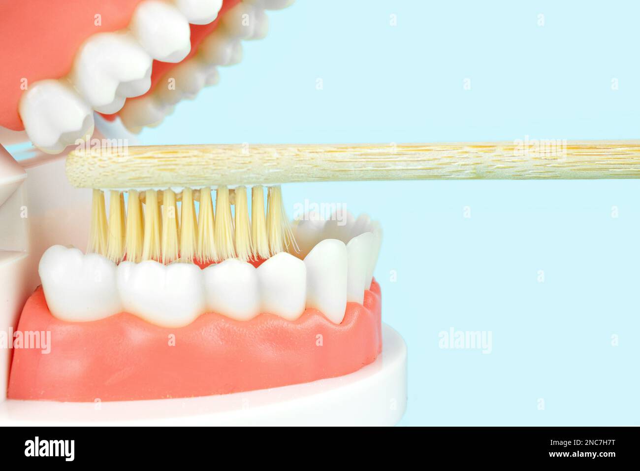 False teeth, jaws. Teeth model dentures and wooden toothbrush on blue