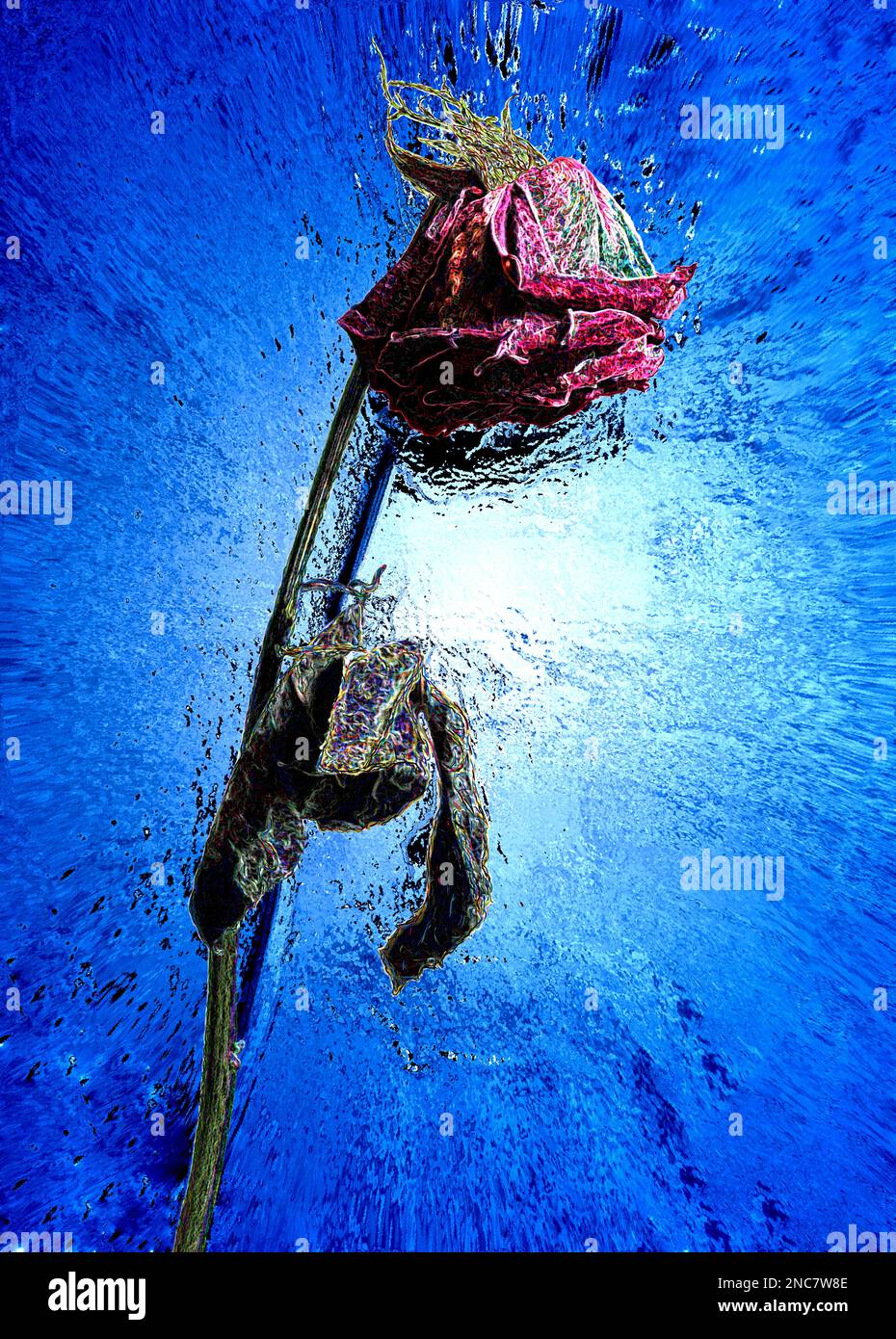 dead rose illustration Stock Photo Alamy