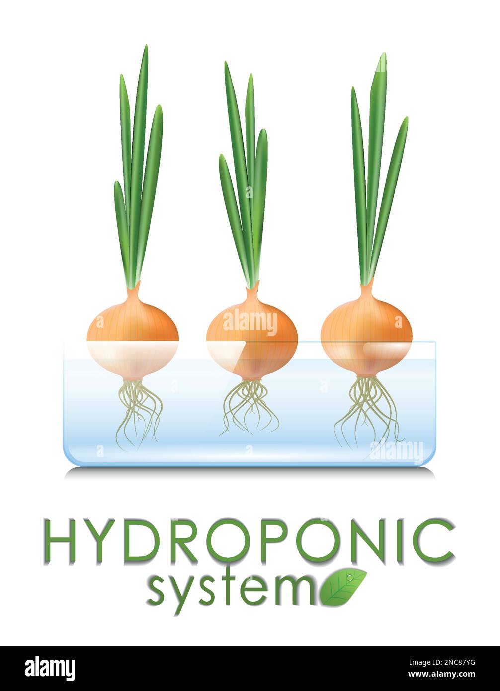 Plant, green onion grown in a hydroponic, aeroponic system. Modern