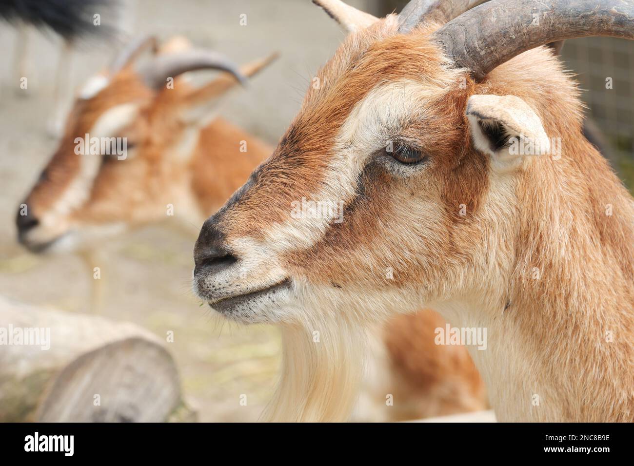 goats look at the camera close up . Stock Photo