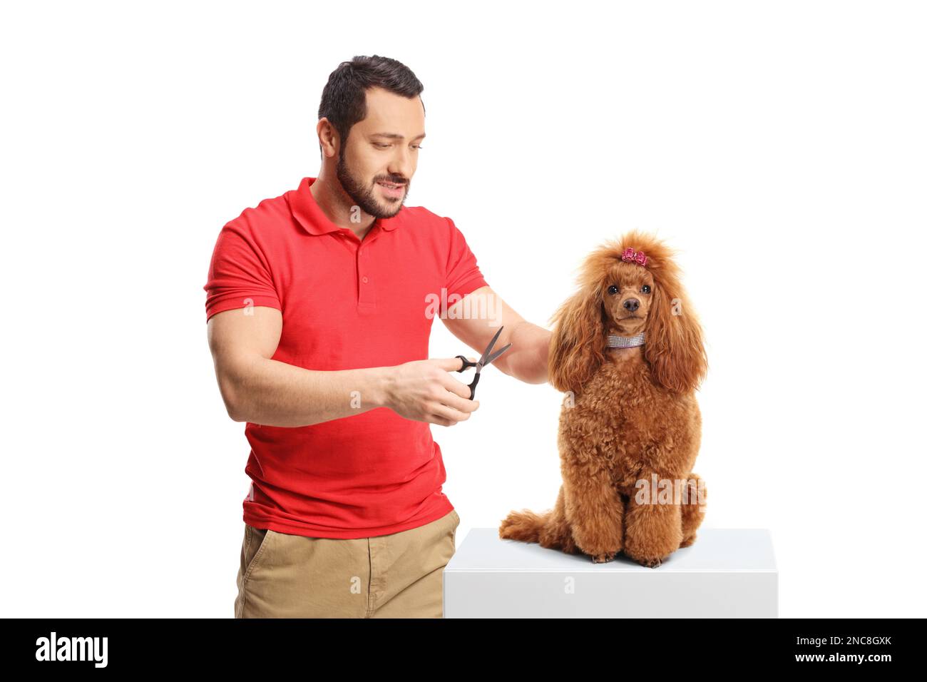 Man holding scissors and grooming a red poodle dog isolated on white