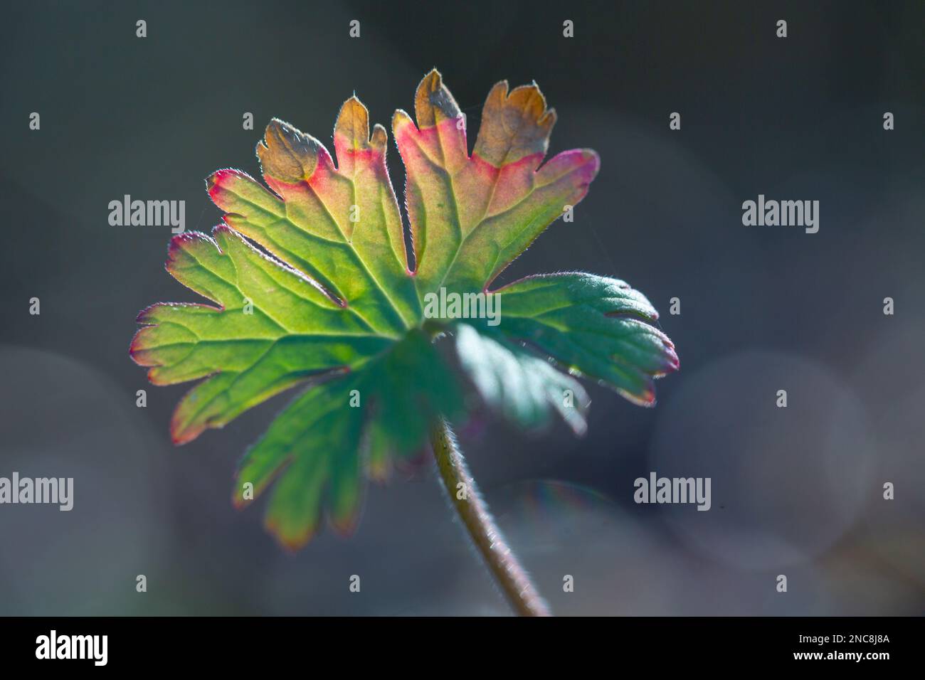 Plant backlit by natural sunlight with bokeh . Stock Photo